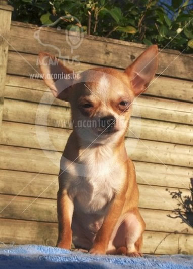 Kortharige Chihuahua